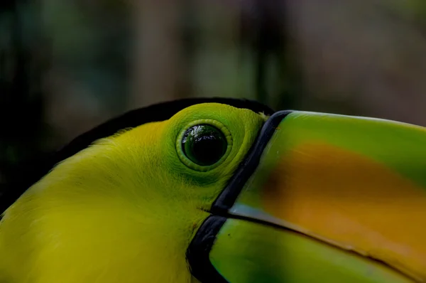 Primo piano di toucan — Foto Stock