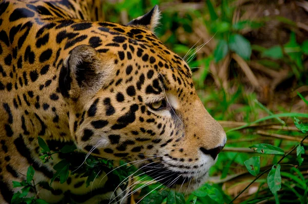 Jaguar face closeup — Stock Photo, Image