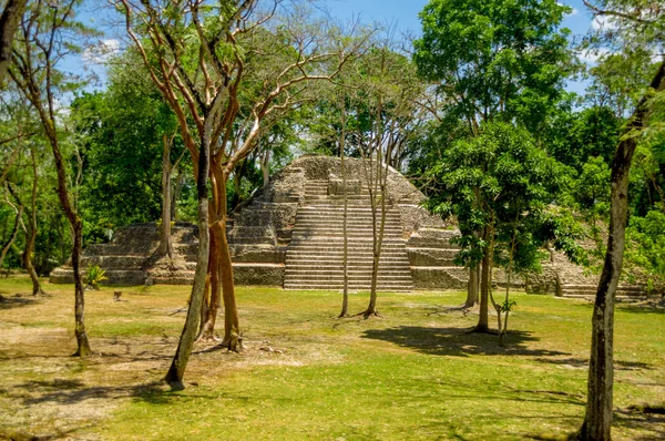 Cahal pech cayo belize — Stok fotoğraf