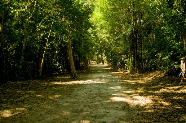 Zelené lesní cesta v Guatemale park tikal — Stock fotografie