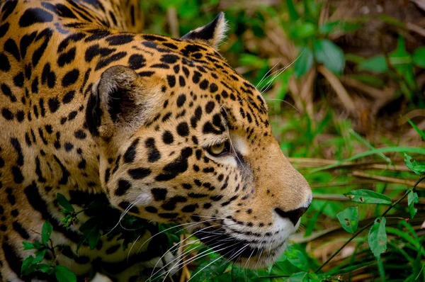 Jaguar rosto closeup — Fotografia de Stock