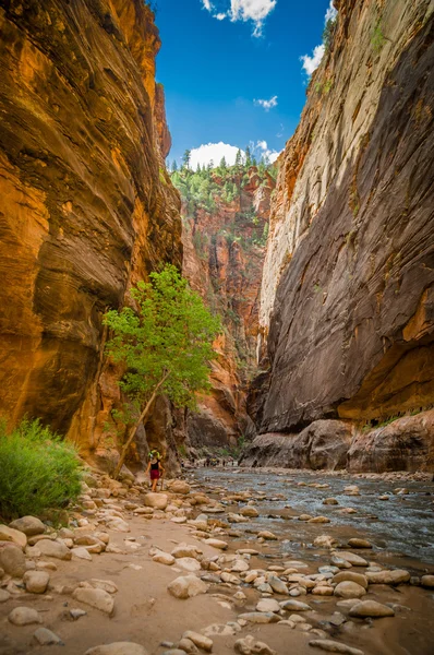 Fiume vergine nel parco nazionale di Zion utah — Foto Stock