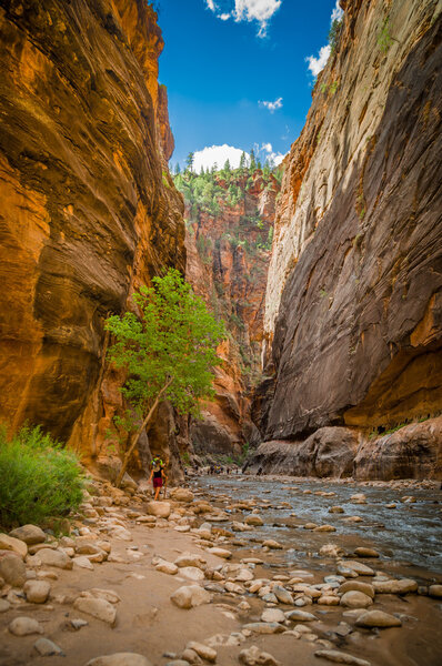 virgin river in zion national park utah