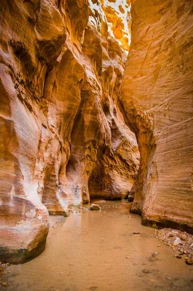 Fiume vergine nel parco nazionale di Zion utah — Foto Stock