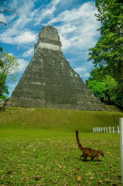 Tikal maja romok, Guatemala — Stock Fotó