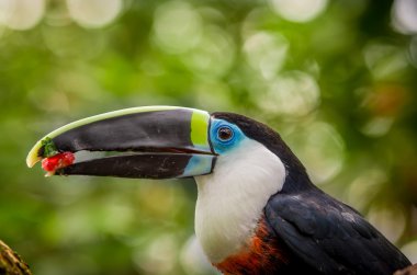 beautiful blue green red white black toucan bird clipart
