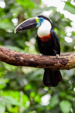 güzel mavi yeşil kırmızı beyaz siyah toucan kuş