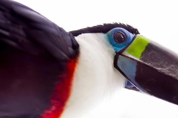 Bonito azul verde vermelho branco preto tucano pássaro — Fotografia de Stock