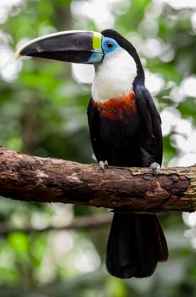 Vacker blå grön röd vit svart toucan fågel — Stockfoto