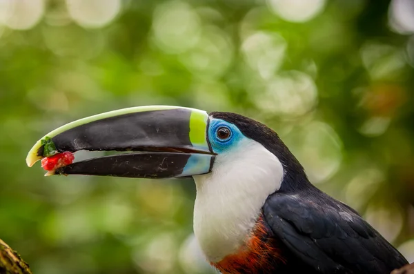 Bonito azul verde vermelho branco preto tucano pássaro — Fotografia de Stock