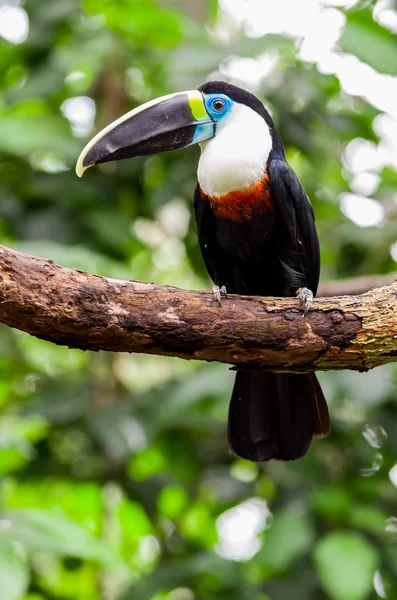 Beautiful blue green red white black toucan bird — Stock Photo, Image