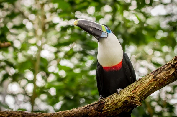 Bonito azul verde vermelho branco preto tucano pássaro — Fotografia de Stock