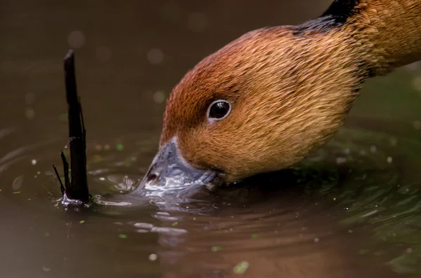 Patos castanhos rosto água potável — Fotografia de Stock