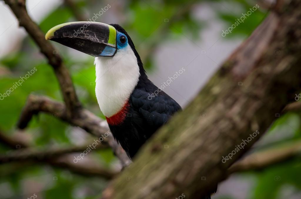 Oiseau Magnifique Bleu Vert Rouge Blanc Noir Toucan