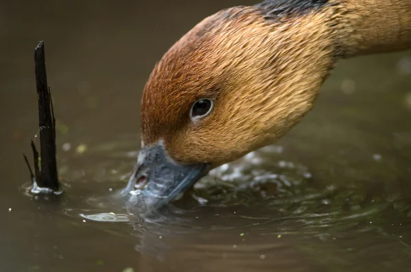 Patos castanhos rosto água potável — Fotografia de Stock