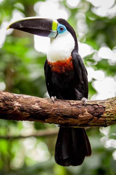 Vacker blå grön röd vit svart toucan fågel — Stockfoto