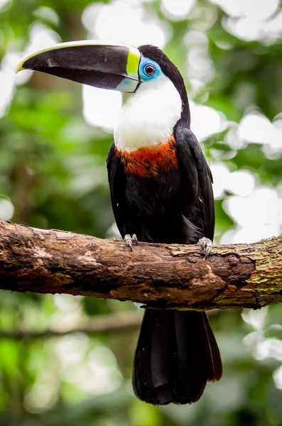 Bonito azul verde vermelho branco preto tucano pássaro — Fotografia de Stock