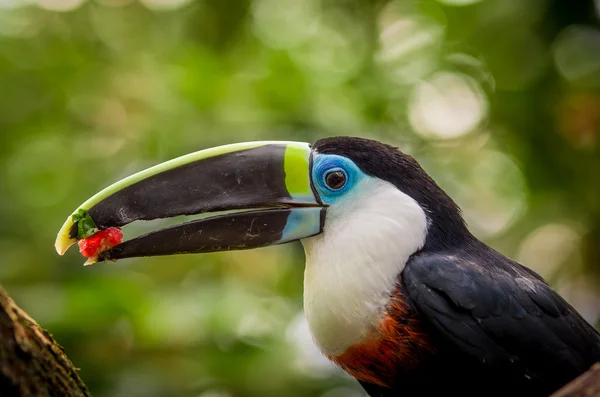 Bonito azul verde vermelho branco preto tucano pássaro — Fotografia de Stock