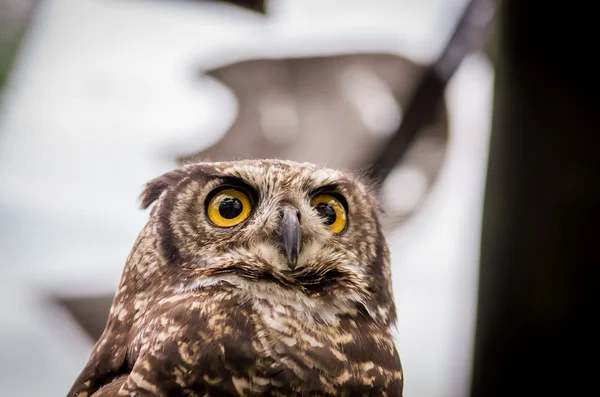 Close up of brown owl face outdoors — Stock Photo, Image