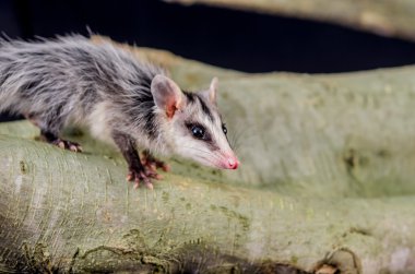 andean white eared opossum on a branch zarigueya