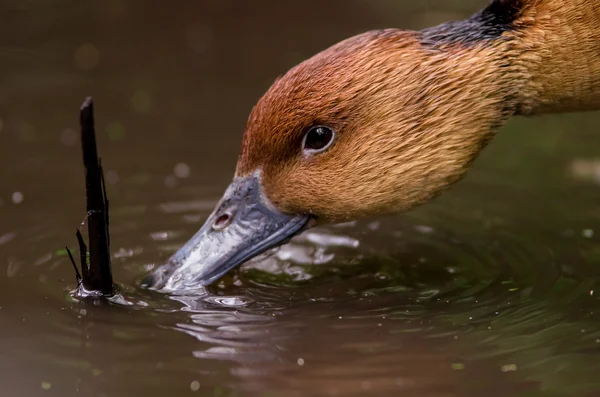 Patos castanhos rosto água potável — Fotografia de Stock