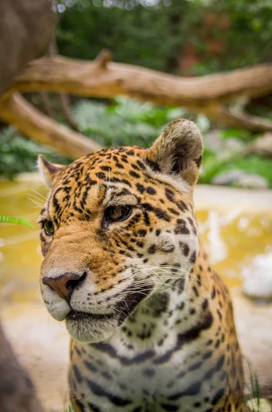 Primer plano retrato de hermoso jaguar al aire libre — Foto de Stock