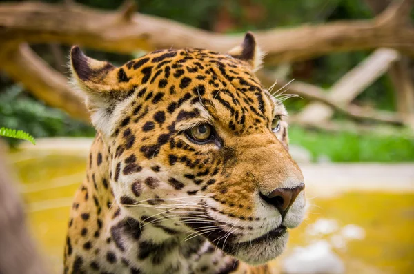 Nahaufnahme Porträt schöner Jaguar im Freien — Stockfoto