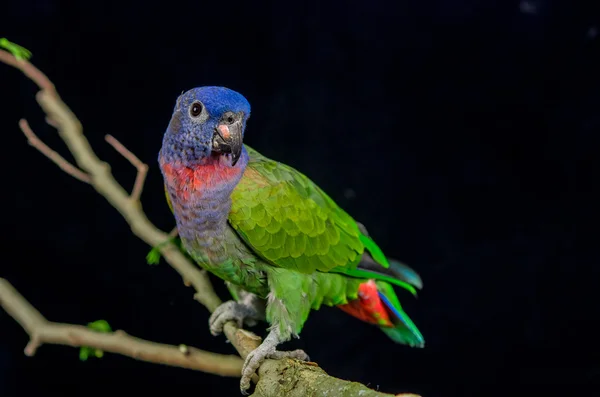 Niebieski czele papuga siedzi na gałęzi — Zdjęcie stockowe