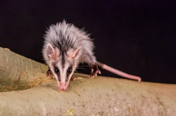 Andean white eared opossum on a branch zarigueya — Stock Photo, Image