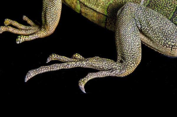 Nahaufnahme eines Leguanas Fuß — Stockfoto