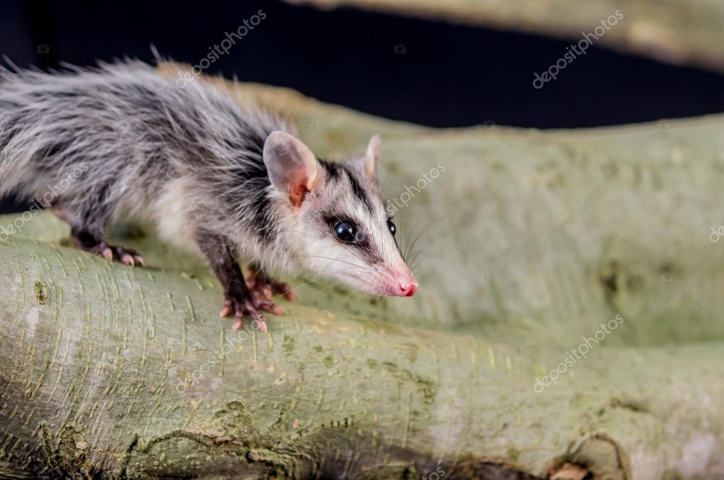 Andean White Eared Opossum On A Branch Zarigueya Stock Photo By C Pxhidalgo