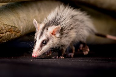 andean white eared opossum on a branch zarigueya andina clipart