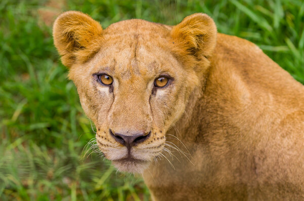 Closeup portrait of beautiful lioness against green grass background