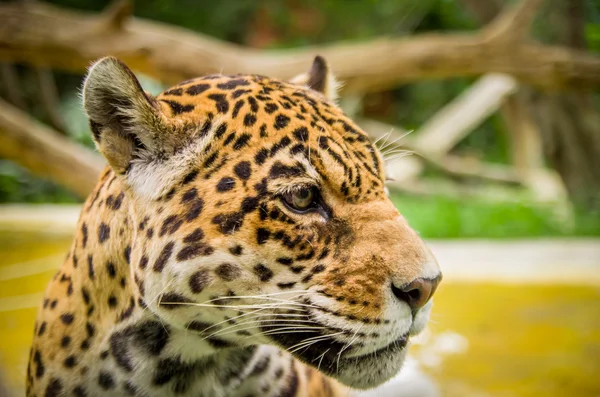 Zbliżenie portret pięknej Jaguar na zewnątrz — Zdjęcie stockowe