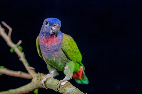 Blue headed parrot sitting on a branch — Stock Photo, Image