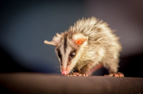 Andinska vit eared opossum på en gren-zarigueya — Stockfoto