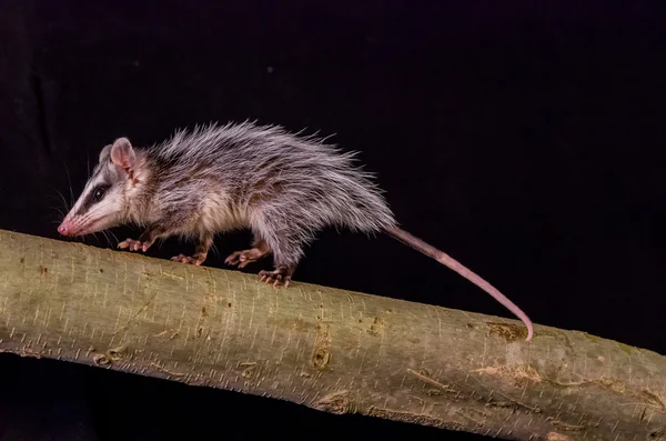 Andean white eared opossum on a branch zarigueya — Stock Photo, Image