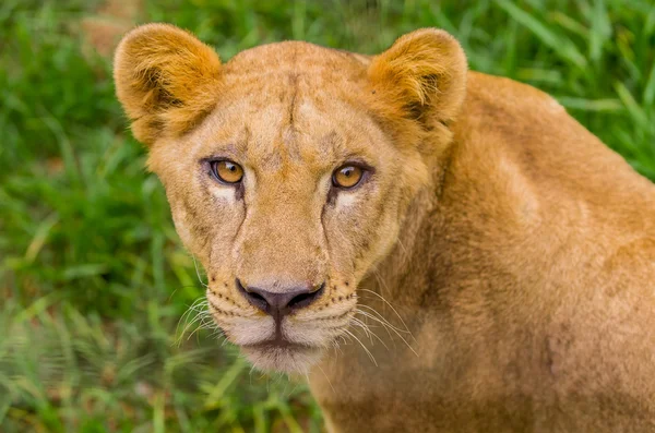 Closeup portrait of beautiful lioness Stock Image