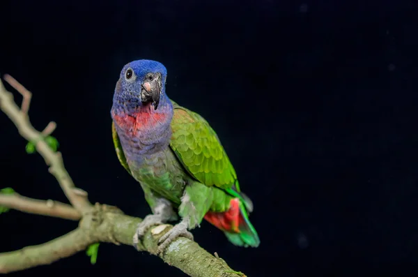 Niebieski czele papuga siedzi na gałęzi — Zdjęcie stockowe