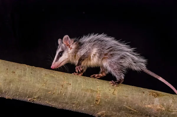 Andinska vit eared opossum på en gren-zarigueya — Stockfoto