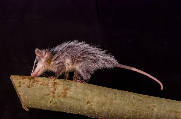 Andean white eared opossum on a branch zarigueya — Stock Photo, Image