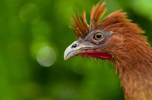 Chachalaca ortalis erythroptera ave do Equador — Fotografia de Stock