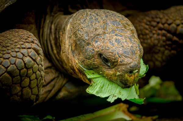 Галапагосская черепаха на острове Флорана
