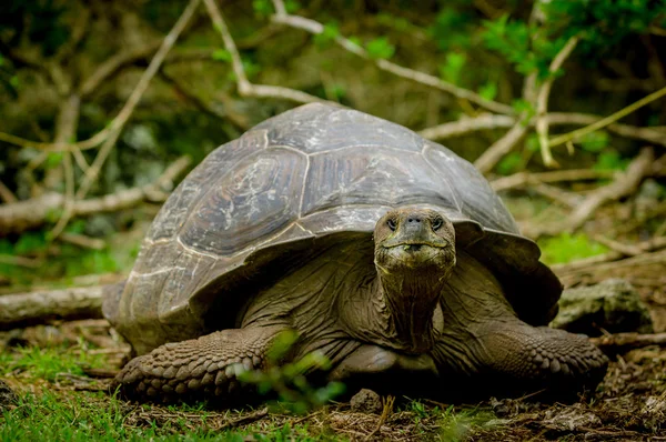 Galapagos żółw wyspa floreana — Zdjęcie stockowe