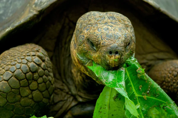 Galapagos turtle in floreana island — Stock Photo, Image