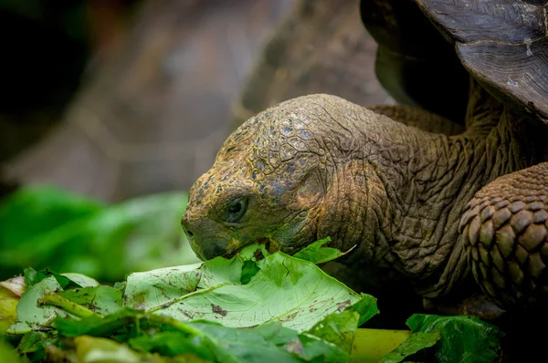 Galapagos turtle in floreana island — Stock Photo, Image