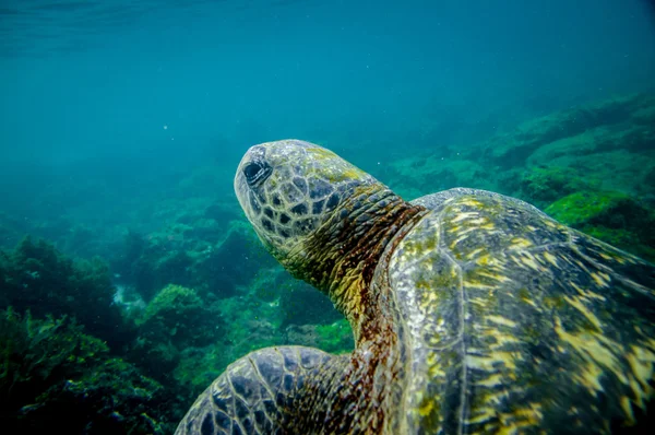 Marine turtle swimming underwater — Stock Photo, Image