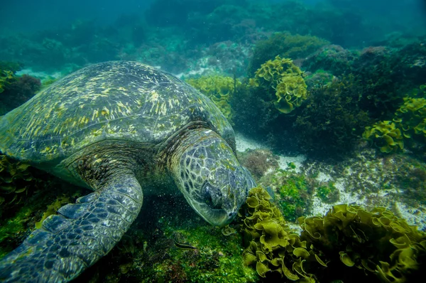 Marine turtle swimming underwater — Stock Photo, Image