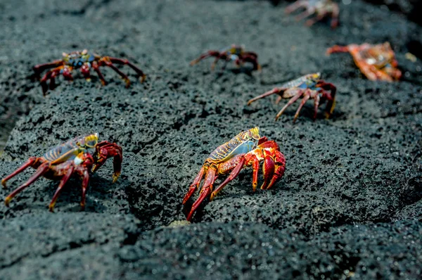 Red crabs in rocks galpagos islands — Stock Photo, Image