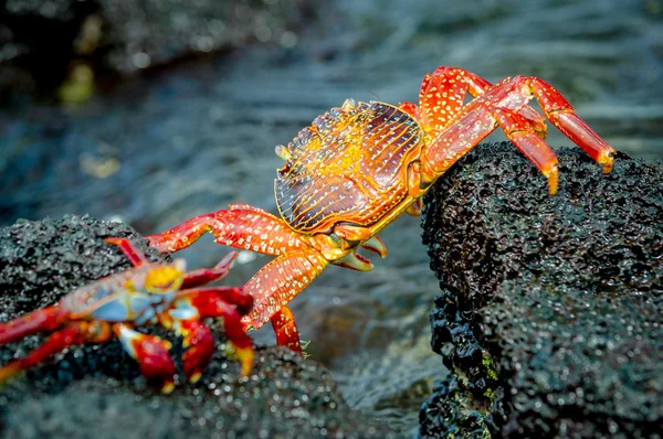 Red crabs in rocks galpagos islands — Stock Photo, Image